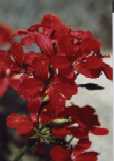 Fleur de granium
