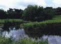 leff_plelo_vig.gif (8158 octets)